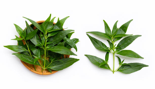 istock Kariyat or Andrographis paniculata green leaves on white background. 1331421029