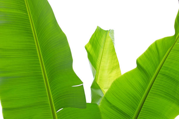 istock Banana leaves on white background. 1331421604