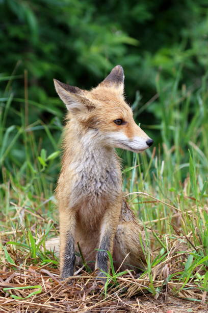 istock A baby red fox in the summer during the rain 1331422215
