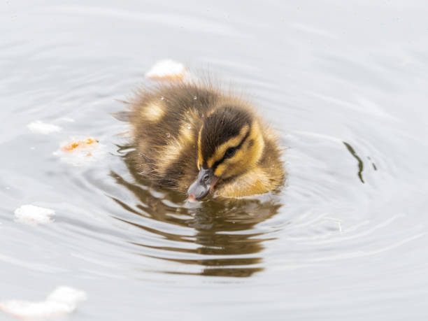 istock Cute Little Duckling Floating on Water 1331424288