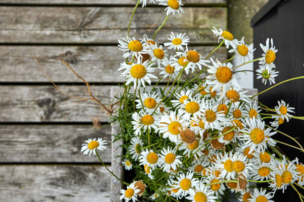 istock small pretty white and flowers growing in a pot 1331425622