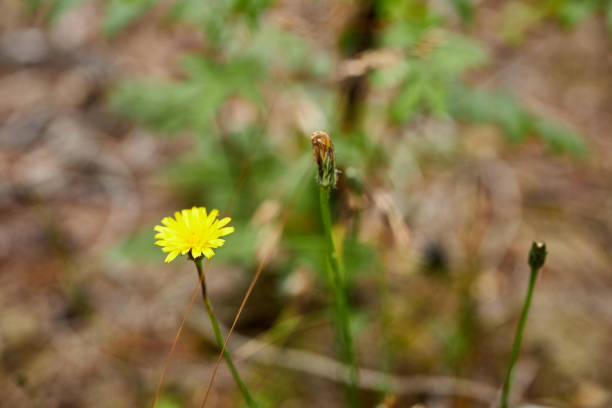 istock leaves, branches and flowers in a large forest 1331425659