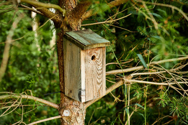 istock a wood bird house hanging on a tree 1331425772