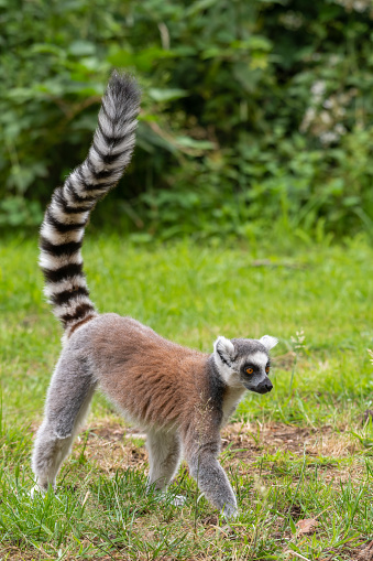 Lemur holding on city zoo fence
