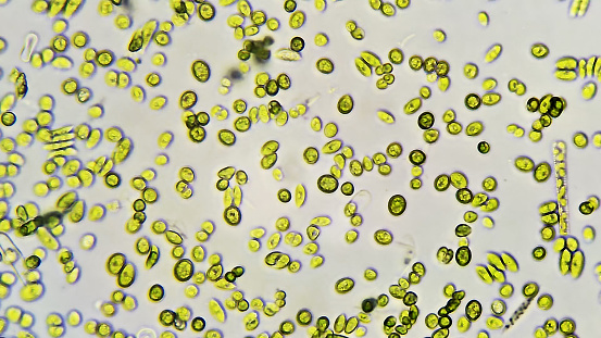 Green algae cells background