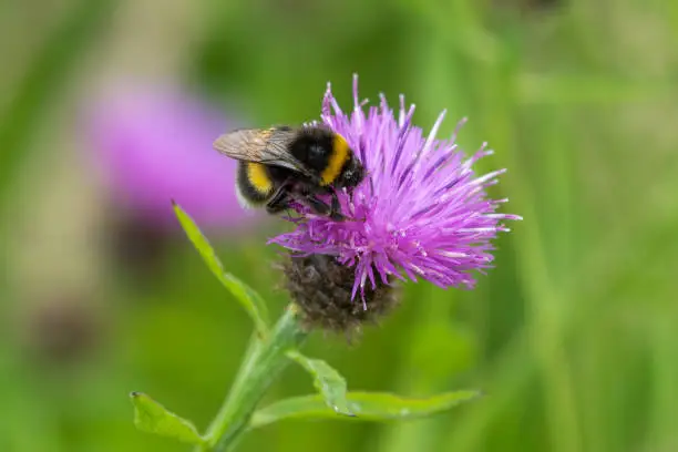 Photo of Bumble Bee Pollination of a Flower