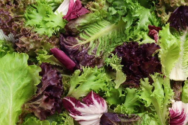 istock Different sorts of lettuce as background, closeup 1331428086