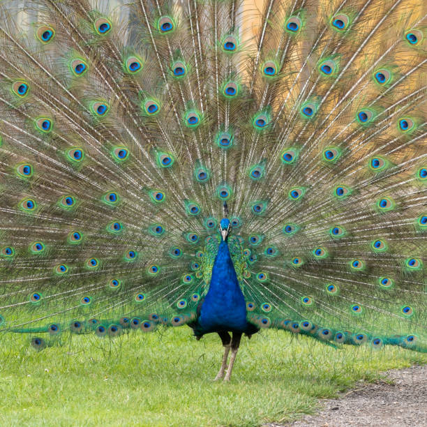 istock Male Peacock in Full Display 1331428135