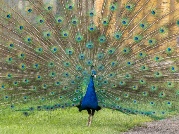 istock Male Peacock Resting on Grass 1331428253