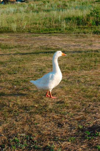 istock Goose on the farm. 1331429600