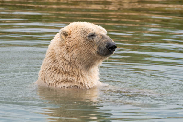 istock Polar Bear Swimming in Water 1331429644