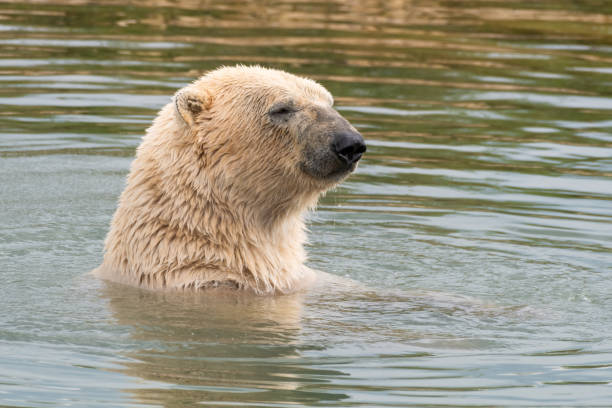 istock Polar Bear Swimming in Water 1331429649