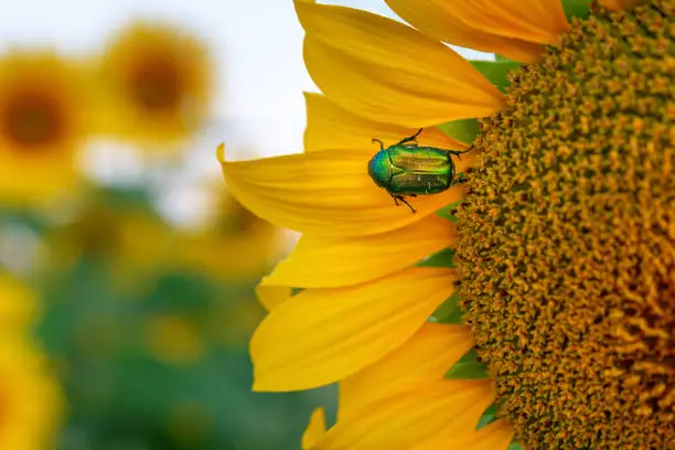 Photo of Cetonia aurata, called the rose chafer or the green rose chafer. A beetle on sunflower flower petals