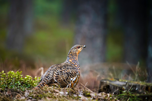 Female capercaillie in forest. Bird in the forest. Wildlife photography. Hunting background.