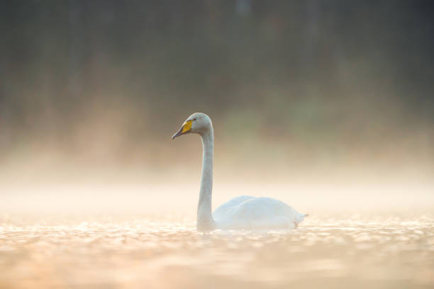 istock White wild swan on the lake 1331431092