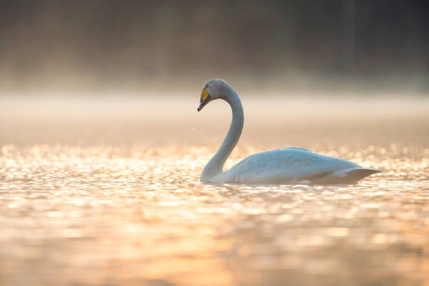 istock White swan on the lake in misty morning 1331431101
