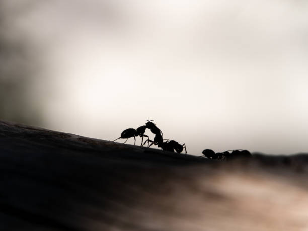 istock Portrait of Two Ants Fighting 1331432300