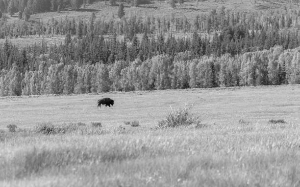 istock Bison Herd Grazing at Yellowstone National Park 1331432370
