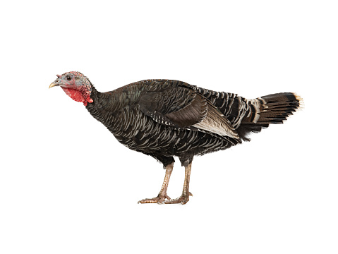 black turkey in profile isolated on white background