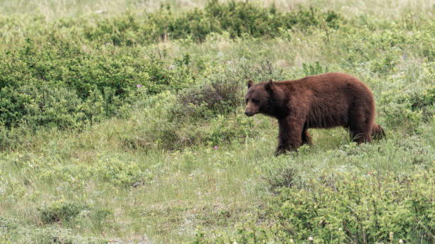 istock Grizzly Bear at Glacier National Park 1331432497