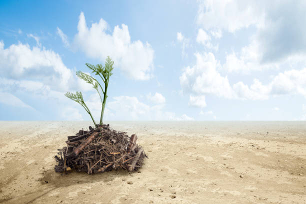 istock Soil with growing plants above it with drought ground 1331432738