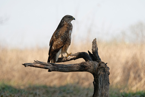 The bald eagle is a bird of prey found in North America. A sea eagle, it has two known subspecies and forms a species pair with the white-tailed eagle.