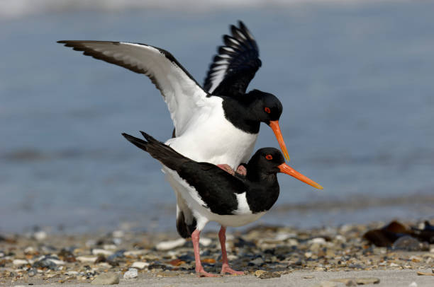 istock Eurasian oystercatcher in mating (Haematopus ostralegus) 1331433366