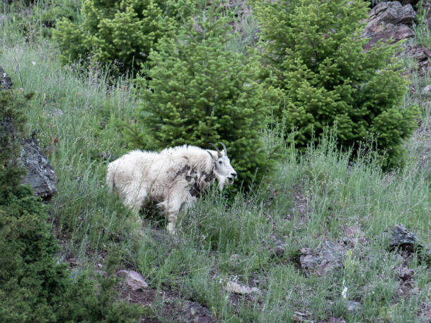 mountain goat in glacier national park - wild goat flash imagens e fotografias de stock