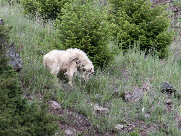 mountain goat in glacier national park - wild goat flash imagens e fotografias de stock