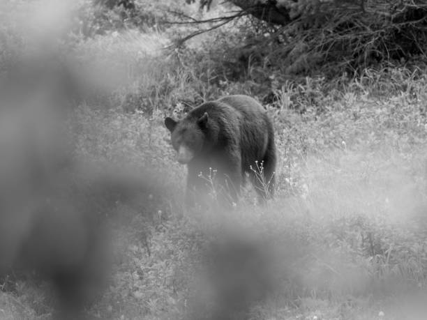 istock Grizzly Bear at Glacier National Park 1331433504