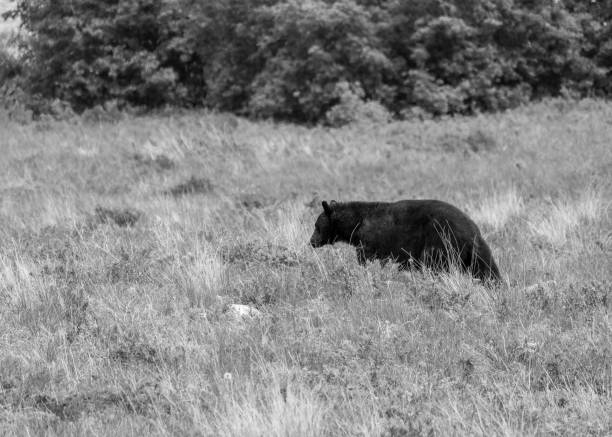 istock Black Bear in Glacier National Park 1331433563