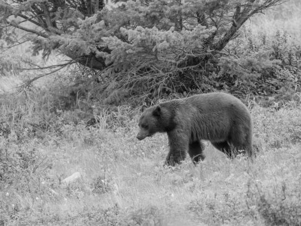 istock Grizzly Bear at Glacier National Park 1331433586