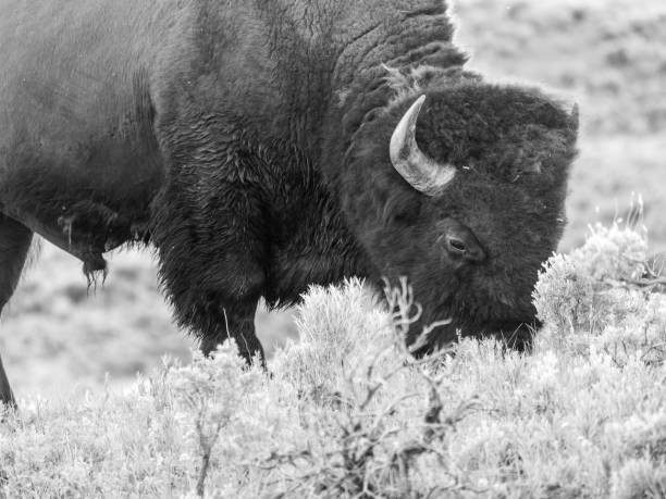 istock Bison Herd Grazing at Yellowstone National Park 1331433752