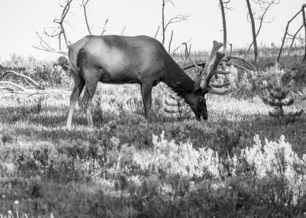 istock Elk at Grand Teton National Park 1331433788