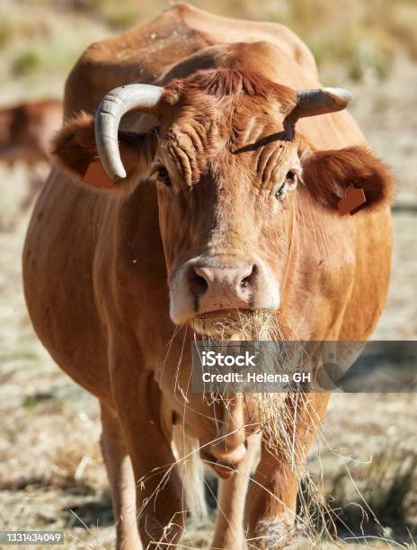 Brown Cow Eating Dry Grass In Segovia Castilla Y Leon Spain Stock Photo - Download Image Now