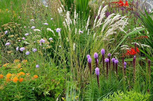 the richest color in a shade of purple. The leaves are narrow and densely arranged in a rosette near the ground, so that even without a flower a pointed long-flowering flowerbed, asclepias tuberosa, veronicastrum, virginicum, gaillardia grandiflora, melica, ciliata, veronica spicata, liatris, spicata, kobold, alba, crocosmia, lucifer,