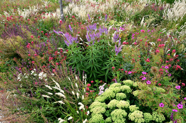 a inflorescência é composta de pequenas flores lilás-rosa para claras roxas, às quais estamens brancas longas com anthers roxos escuros se projetam do calyx. perenes em composições tom-em-tom - long grass uncultivated plant stage plant condition - fotografias e filmes do acervo