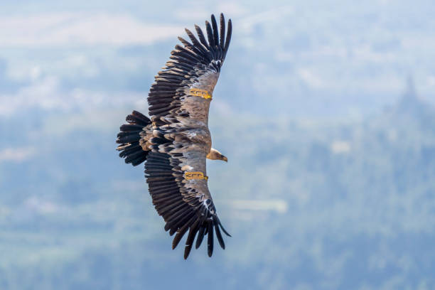 istock Griffon vulture (gyps fulvus) in flight, Alcoy, Valencian Community, Spain. 1331436185