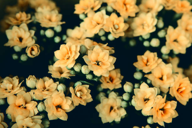 Kalanchoe flowers