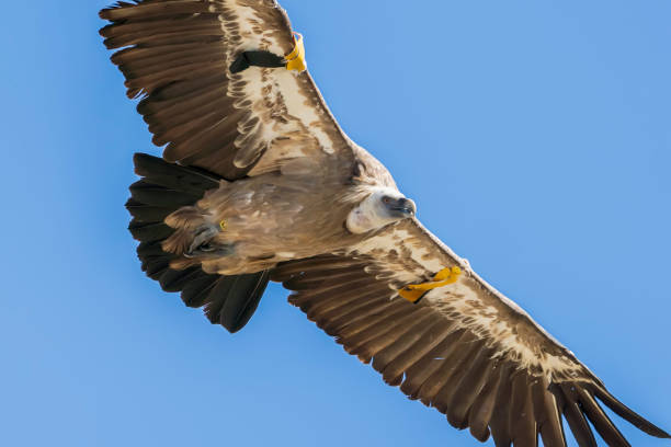 istock Griffon vulture (gyps fulvus) in flight, Alcoy, Valencian Community, Spain. 1331436265