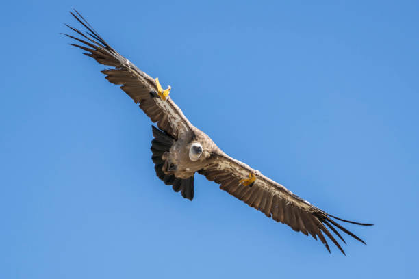 istock Griffon vulture (gyps fulvus) in flight, Alcoy, Valencian Community, Spain. 1331436277