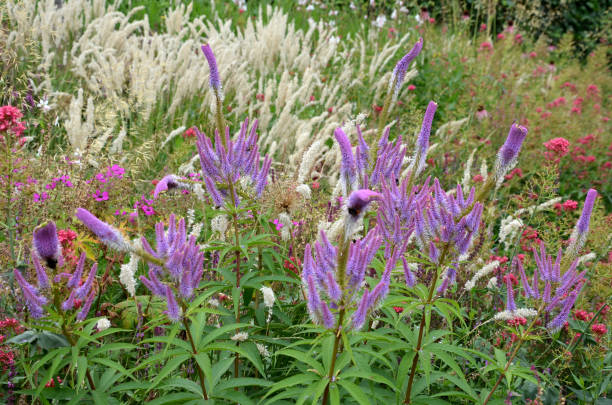 a inflorescência é composta de pequenas flores lilás-rosa para claras roxas, às quais estamens brancas longas com anthers roxos escuros se projetam do calyx. perenes em composições tom-em-tom - long grass uncultivated plant stage plant condition - fotografias e filmes do acervo