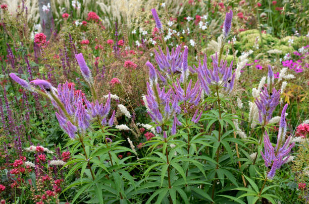 a inflorescência é composta de pequenas flores lilás-rosa para claras roxas, às quais estamens brancas longas com anthers roxos escuros se projetam do calyx. perenes em composições tom-em-tom - long grass uncultivated plant stage plant condition - fotografias e filmes do acervo