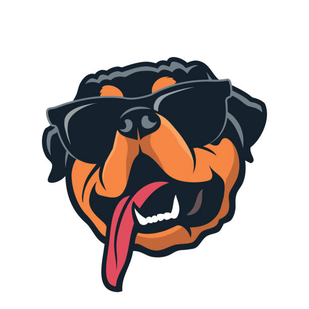 Rottweiler dog wearing sunglasses - isolated outlined vector illustration Rottweiler dog wearing sunglasses rottweiler stock illustrations