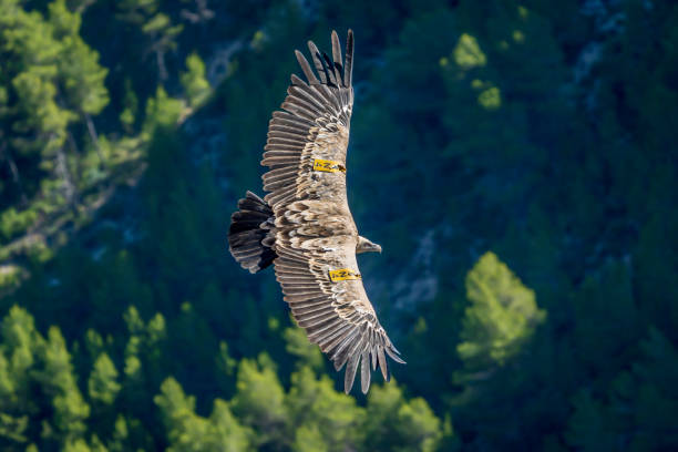 istock Griffon vulture (gyps fulvus) in flight, Alcoy, Valencian Community, Spain. 1331436386