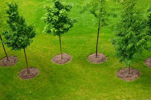 an alley of trees or a group of windbreaks. view from the top. aerial view of newly planted trees in flower beds on a green lawn, acer, platanoides, gleditsia, triacanthos,