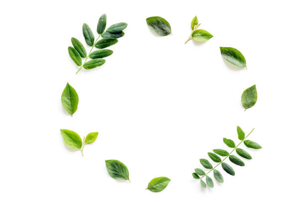 istock Frame of green leaves and branches on white. Overhead view 1331436647