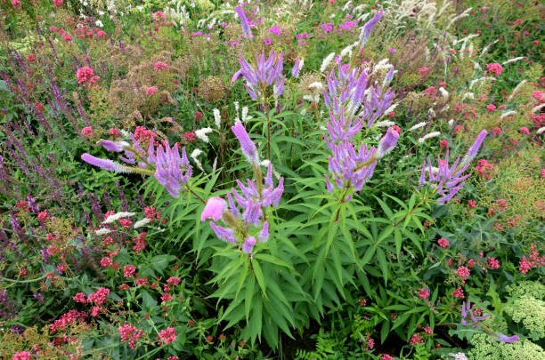 a inflorescência é composta de pequenas flores lilás-rosa para claras roxas, às quais estamens brancas longas com anthers roxos escuros se projetam do calyx. perenes em composições tom-em-tom - long grass uncultivated plant stage plant condition - fotografias e filmes do acervo