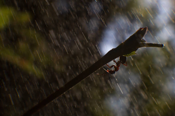 une fourmi en gros plan se cache de fortes pluies sous une branche d’arbre à l’envers - tropical rain forest flash photos et images de collection