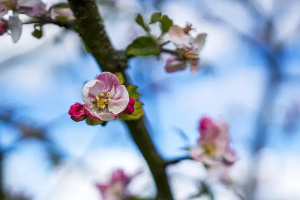 Plenty of apple blossoms with one in focus and the rest in the background with a blue and white sky behind